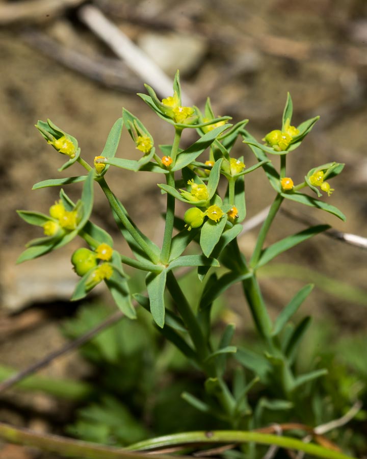 Euphorbia exigua / Euforbia sottile